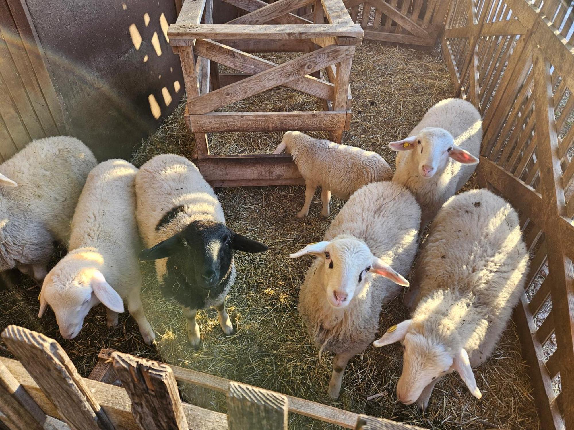 Tourist Farm Pr'Dovar Церклє-на-Горенськем Екстер'єр фото
