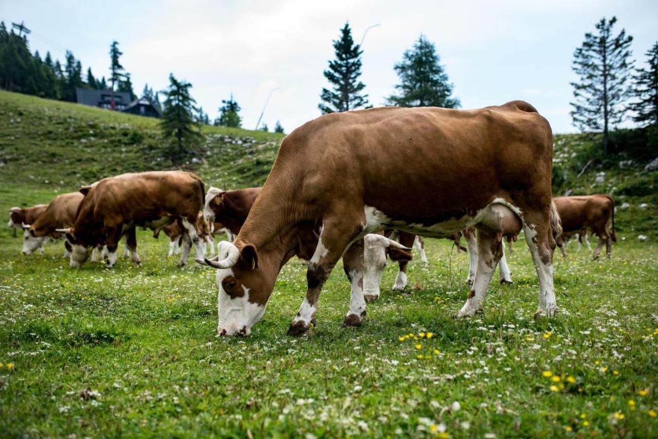 Tourist Farm Pr'Dovar Церклє-на-Горенськем Екстер'єр фото